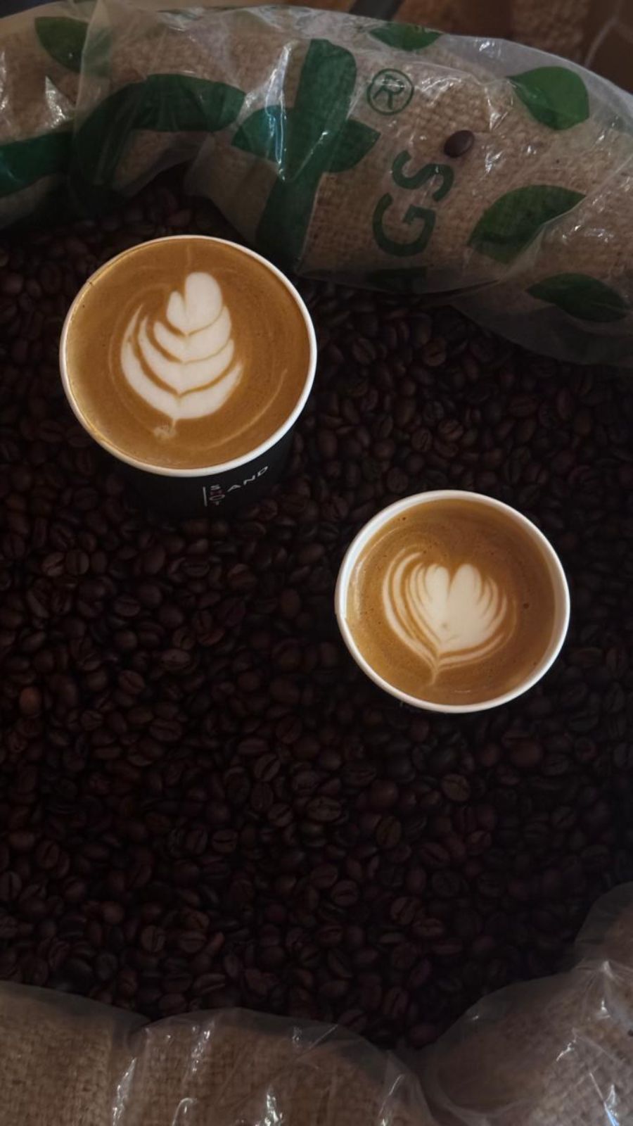 لاتيه — Lattes